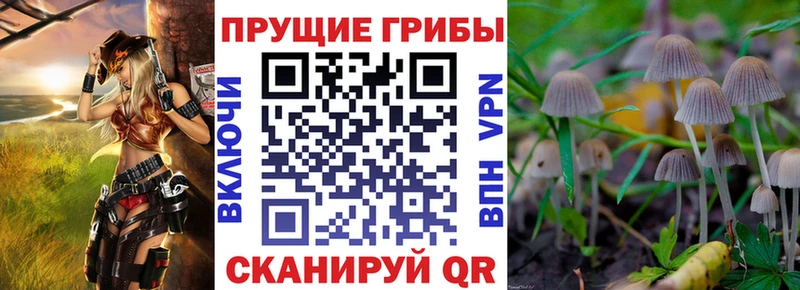 Купить  Катав-Ивановск  Псилоцибиновые грибы Psilocybe 